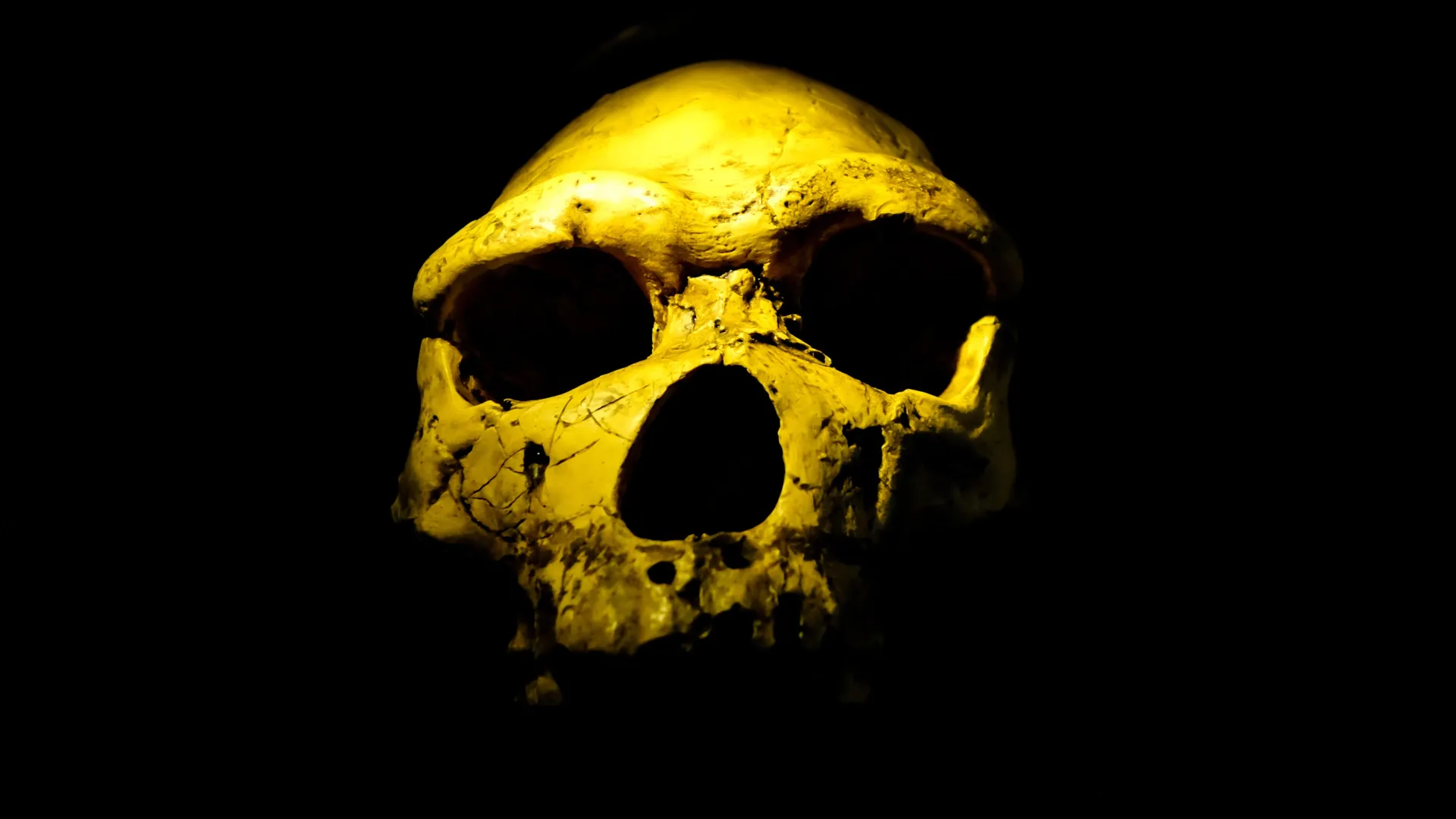 Ученые обнаружили Homo erectus на 200 000 лет раньше, чем ожидали
